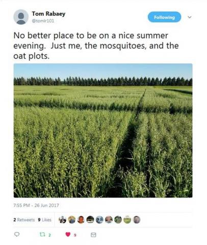 "No better place to be on a nice summer evening. Just me, the mosquitoes, and the oat plots."